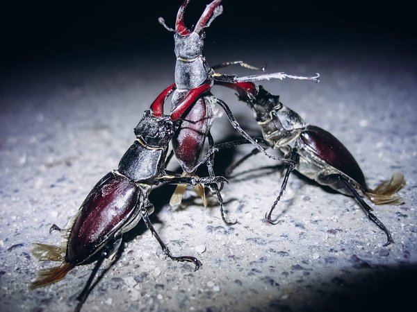 Quelles sont les meilleures stratégies de management pour les équipes de nuit dans le secteur de la logistique?