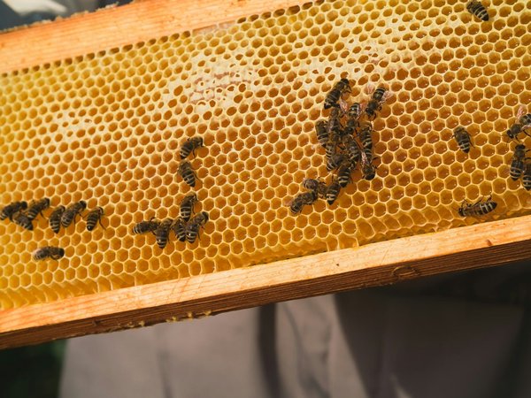 Installation de ruches en entreprise : confiez le travail à un spécialiste